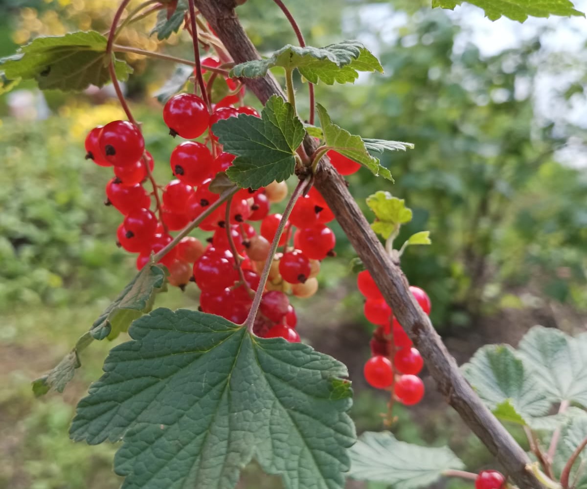 Карточка со словом Смородина
